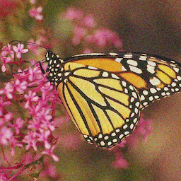 A 256x256 butterfly fixture from the legacy test suite.
