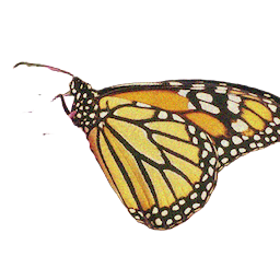 The butterfly fixture cut out with a transparent background.