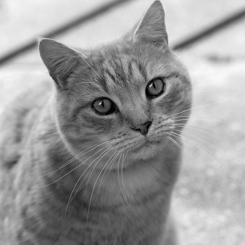 A grayscale version of the Wikimedia cat photograph.