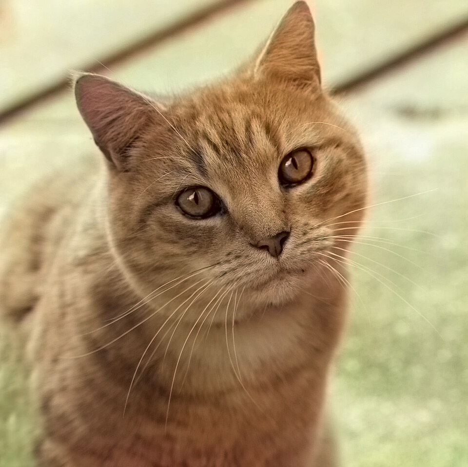 The same cat photograph with the colorization model's predicted colors.