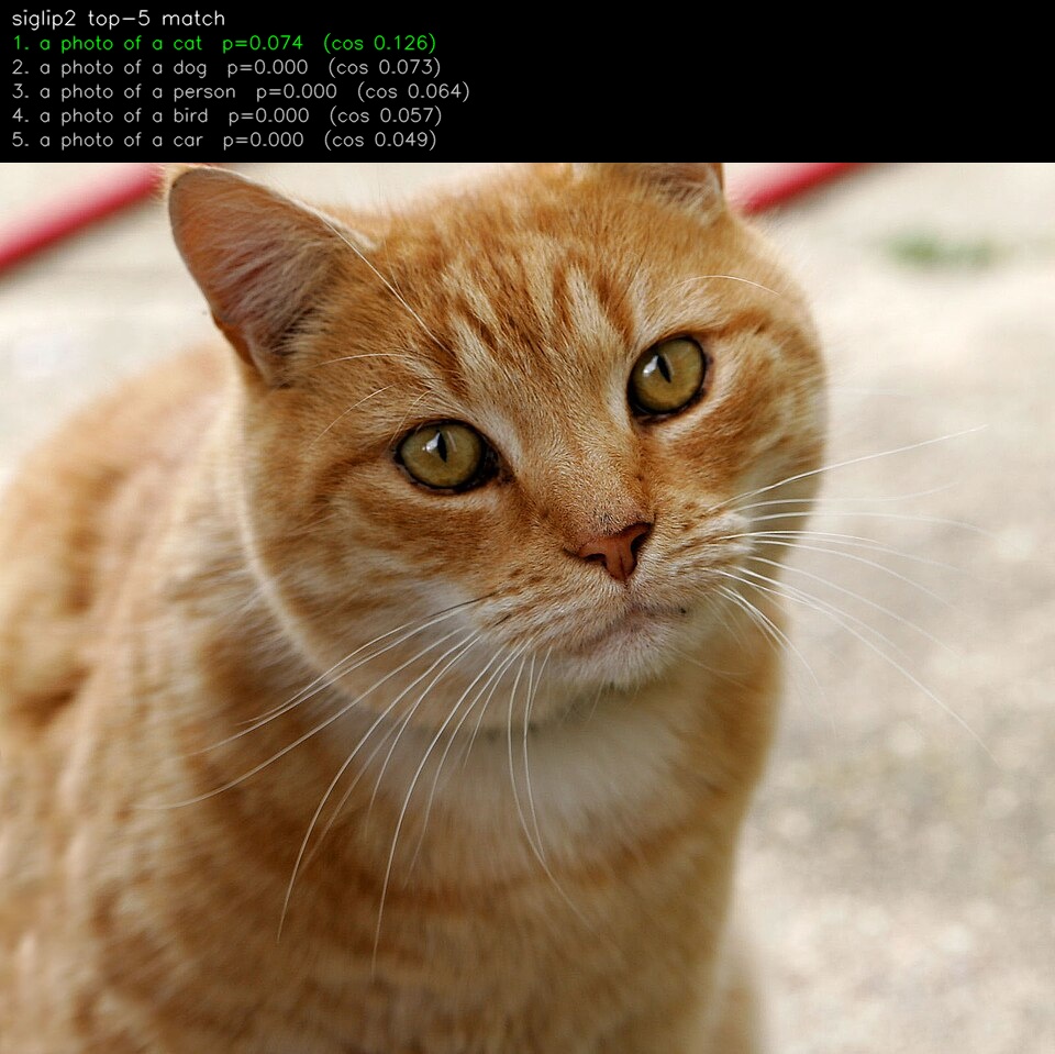 The cat photo with the top-5 matching text prompts and their sigmoid scores.