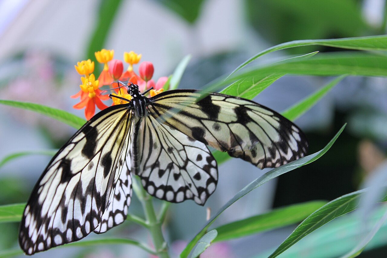 A butterfly resting on flowers, CC0 from Wikimedia Commons.